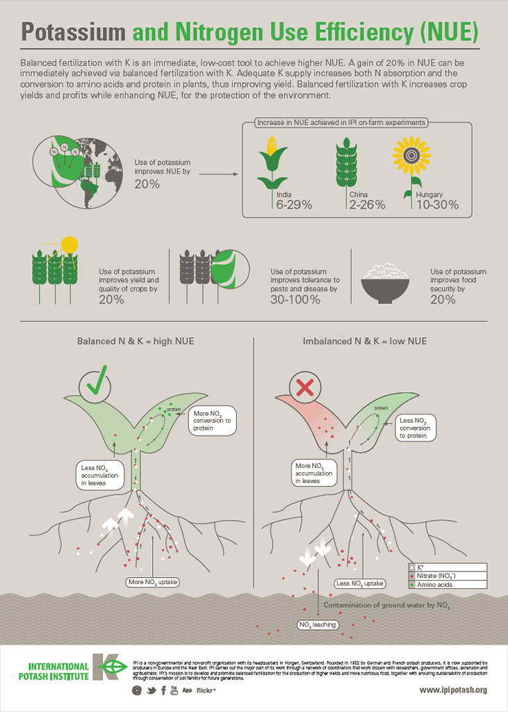 Potassium And Nitrogen Use Efficiency (NUE)
